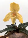 Paphiopedilum concolor 'striatum'(Elsner-Orchideen )